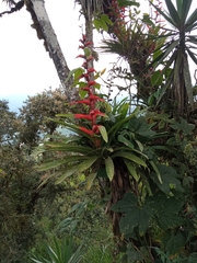 Guzmania variegata