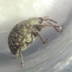 Cionus