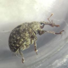 Cionus