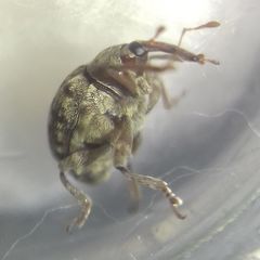 Cionus