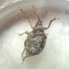 Cionus