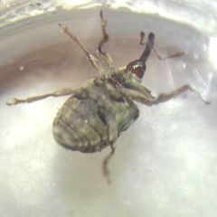 Cionus