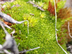 Bryoerythrophyllum recurvirostrum