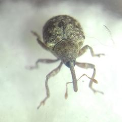 Cionus