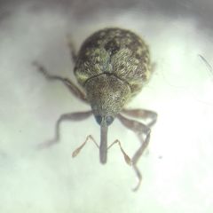 Cionus