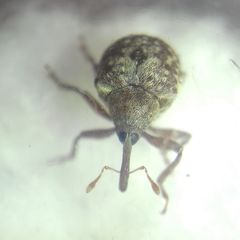 Cionus