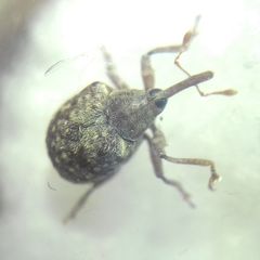 Cionus