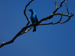Cotinga cayana