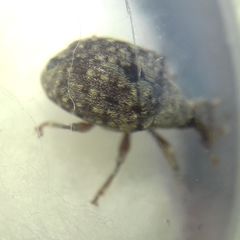 Cionus