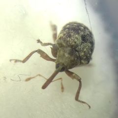 Cionus