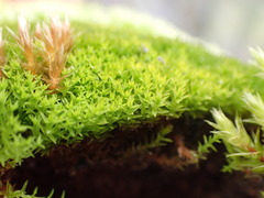 Bryoerythrophyllum recurvirostrum