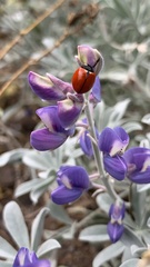 Lupinus guadalupensis