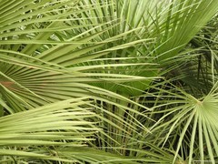 Chamaerops humilis