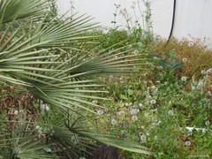 Chamaerops humilis