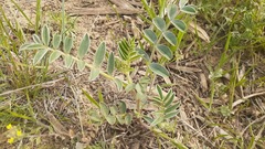 Astragalus missouriensis