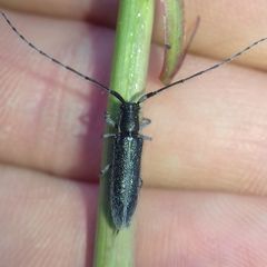 Agapanthia cardui