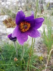 Pulsatilla rubra