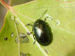 Phratora laticollis