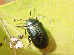 Phratora laticollis