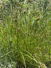 Carex hoodii