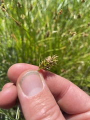 Carex hoodii
