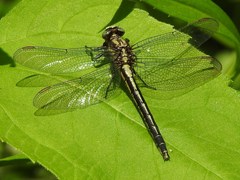 Phanogomphus descriptus