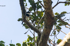 Batis capensis erythrophthalma