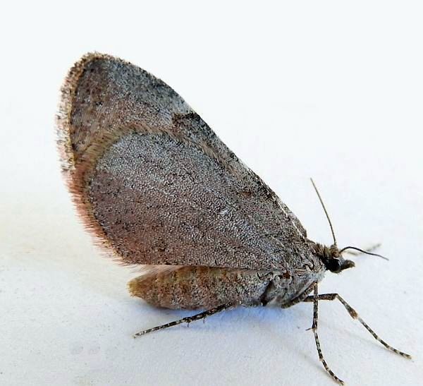 Stamnoctenis rubrosuffusa