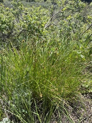 Carex hoodii