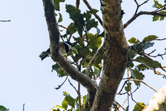 Batis capensis erythrophthalma