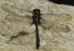 Phanogomphus descriptus