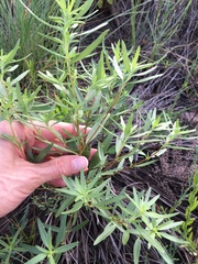 Iva angustifolia