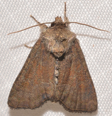 Oligia latruncula