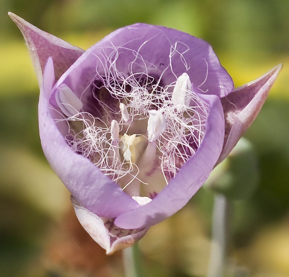 Calochortus longebarbatus