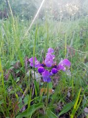 Prunella grandiflora