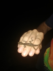 Anolis lionotus