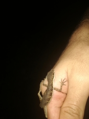 Anolis lionotus
