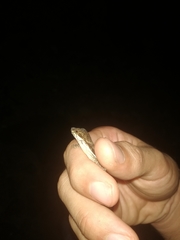 Anolis lionotus