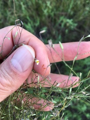 Chaetopappa asteroides