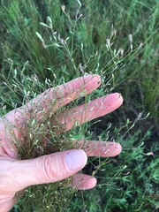 Chaetopappa asteroides