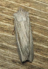 Lithophane fagina