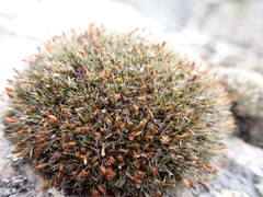 Coscinodon calyptratus