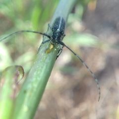 Agapanthia cardui