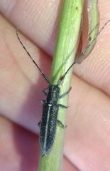 Agapanthia cardui