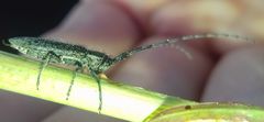 Agapanthia cardui