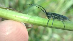 Agapanthia cardui