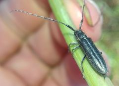 Agapanthia cardui