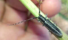 Agapanthia cardui