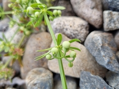 Galium tricornutum