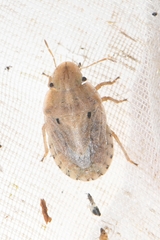 Sciocoris sulcatus